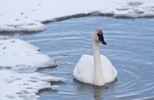 Yellowstone Snowshoe Adventure - Private Tour from Jackson Hole