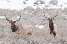 Private Grand Teton Winter Wildlife Tour
