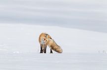 Yellowstone Snowshoe Adventure - Private Tour from Jackson Hole