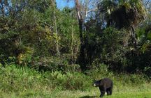 Dark Sky's in the Florida Everglades