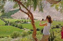 Elqui Valley Tour: Full Day History and Flavors 