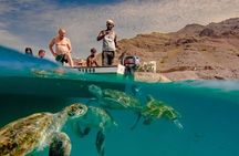 Spectacular experience with sea turtles