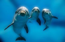 Private Boat Full Day Swimming With Dolphins Trip - Hurghada