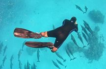 Private Boat Full Day Swimming With Dolphins Trip - Hurghada
