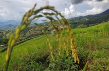 Rice fields terraces of Ban Pa Pong Piang. ( 1 day tour )