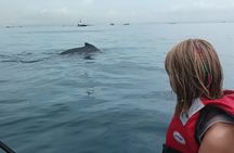5 hours Whale Watching Experience from Panama City