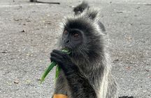 Fireflies & Silver leaf monkey Gazing tour