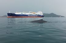 5 hours Whale Watching Experience from Panama City