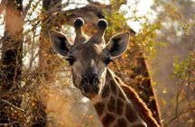 Premium Port Elizabeth Morning Safari 