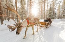 Arctic Huskies & Reindeers, Snowshoeing in Wildness