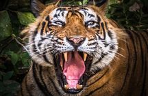 5 Day Delhi Agra Jaipur with Ranthambore-Taj Mahal Sunrise/Sunset