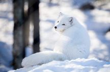  Arctic Polar Bear Adventure Afternoon Trip