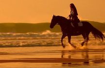 2 Hours Horse Riding Adventure on the beach From Sharm El Sheikh