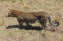 3 Days Adventure Tour in Masai Mara