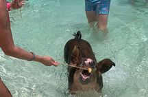  Nassau: Half Day Reef Snorkeling, Turtles & Swimming Pigs