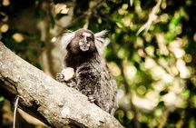 Top Tijuca Forest Private Tour with Botanical Garden