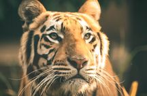 7 Day Golden Triangle with Ranthambore Tiger Tour.