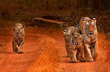 4 Days Golden Triangle with Ranthambore Safari