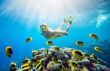 Ras Mohammed and White Island Snorkeling Sea Trip with Lunch