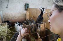Goat Cheese Tour and Tasting at the Anghiari Farmhouse 