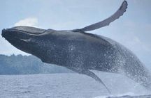 Whales and Dolphins watching Tour From Manuel Antonio