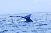Whales and Dolphins watching Tour From Manuel Antonio
