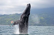 Whales and Dolphins watching Tour From Manuel Antonio