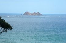 Whales and Dolphins watching Tour From Manuel Antonio