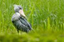 1/2 Mabamba Swamp Shoebill Tour 
