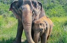 Half Day Elephant Home Sanctuary in Samui