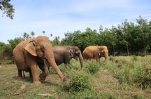 Half Day Elephant Home Sanctuary in Samui