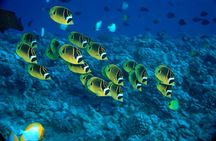 Maui Beach Shoreline Snorkel