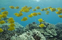 Maui Beach Shoreline Snorkel