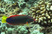 Maui Beach Shoreline Snorkel