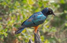 A Private Day Trip to Ngorongoro Crater