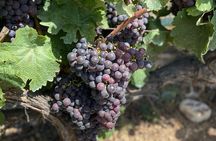 Small Group Guided E-bike Tour in Nice's Organic Vineyard
