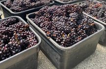 Waiheke Island Winery Tour