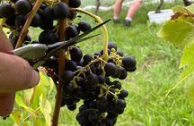 Waiheke Island Winery Tour