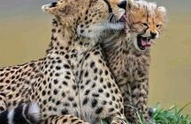 Day Trip Safari to Mikumi National Park 