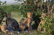3-Day fly in Private Safari in Serengeti and Ngorongoro