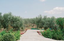 Οlive oil tour & tasting by Markellos Olive