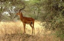 Private Guided Day Trip in Tarangire National Park