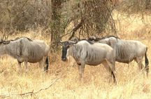 Private Guided Day Trip in Tarangire National Park