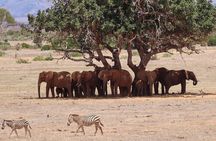 4 Days Private Safari Tour Tsavo and Amboseli from Nairobi