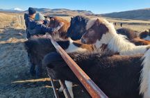 Golden Circle Experience - Private Eco Tour