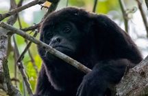 Day Trip Meet Howler Monkeys at Churute & Make Organic Chocolate