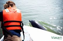 Full Day Tour Mangroves Dolphins and Birds from Guayaquil 