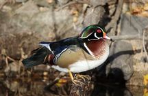 Private Nature Tour for Couples