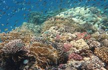 Semi Private Abu Dabab Tour With Turtles & Dugong from Hurghada 