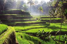 Bali Full-Day Tours : Waterfall and Ubud Destination Trip